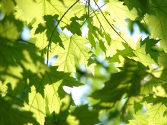 leaves-291024_960_720