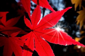 maple-1018458_960_720