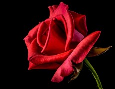 red-rose-320868_960_720