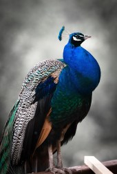 peacock-816981_1280