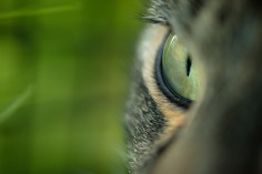cats-eye-1407865_1280