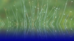 grass-2005927_960_720